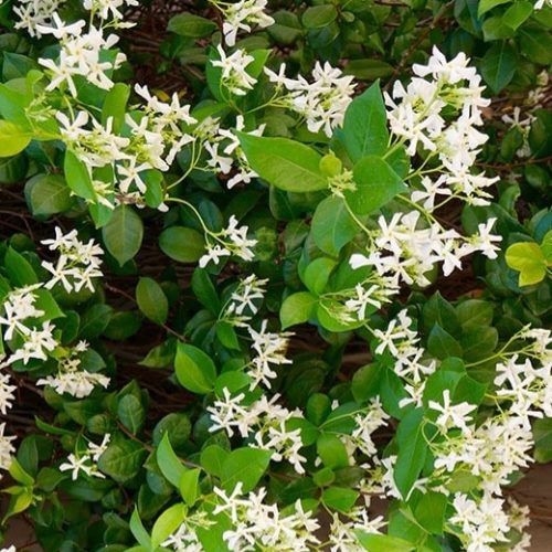 Jasminum Southern Stars - 3.5Ltr