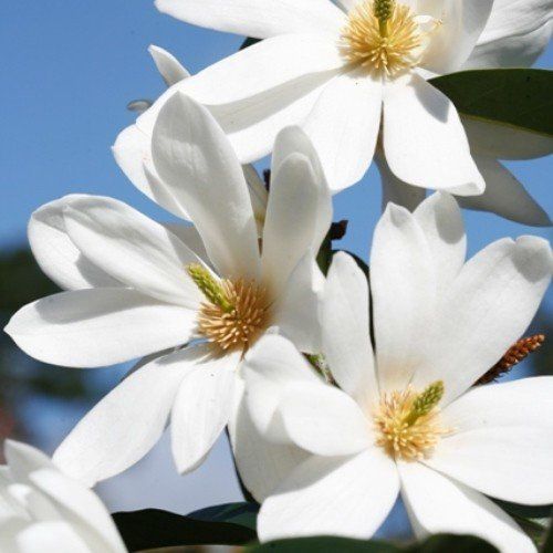 Michelia Loving Memories - 2.5Ltr