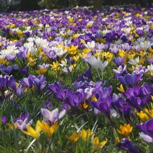 Crocus (mixed colours)