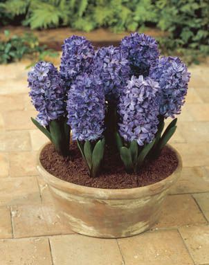 Hyacinth - Blue Star