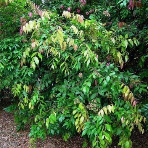 Waterhousia floribunda, Weeping Lilly Pilly - Pb5