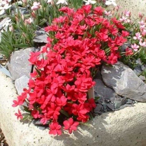 Rhodohypoxis Albrighton Red