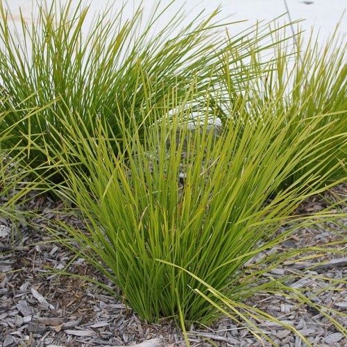Lomandra l. Tanika - Pot