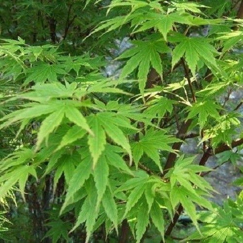 Acer Crippsii, Japanese Maple - Pb18/Pb28
