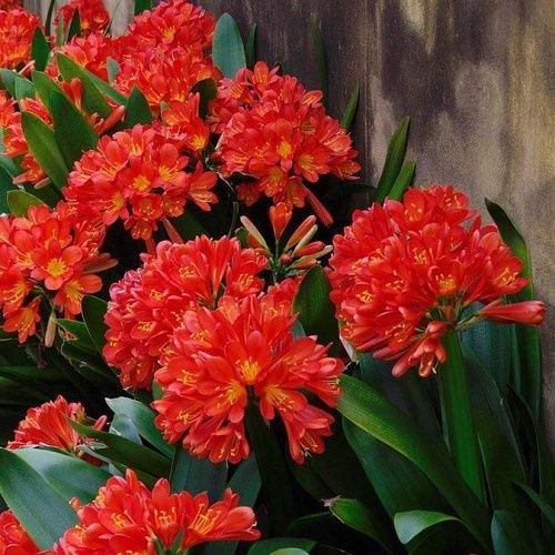 Clivia miniata Red - 1.5Ltr