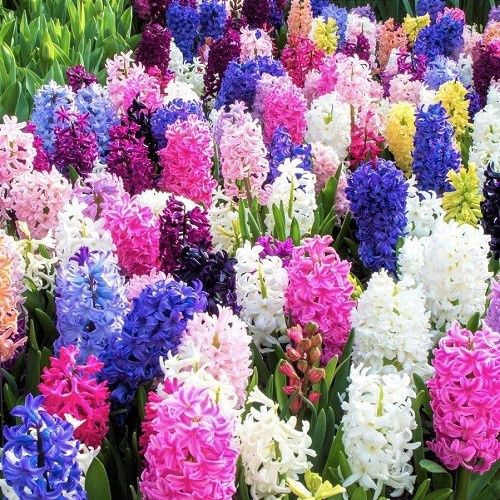 Hyacinth Mix 10