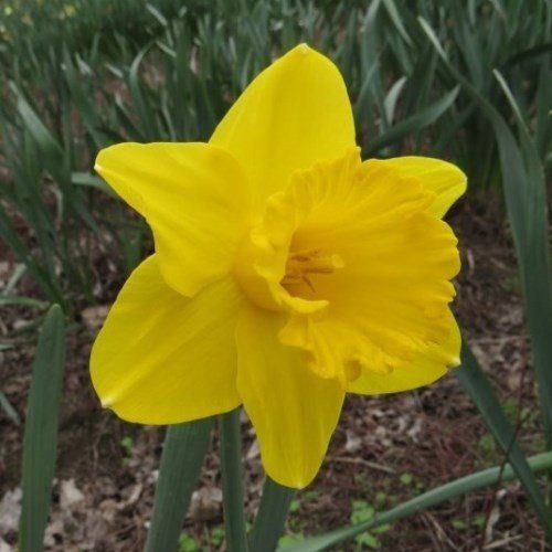 Daffodils - Malvern City