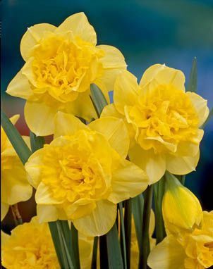 Daffodils double - Dick Wilden