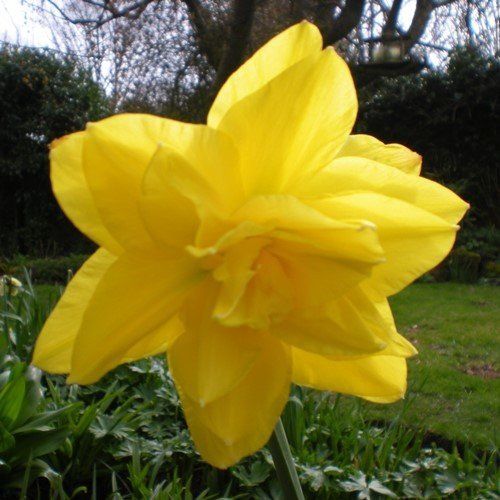Daffodils double - Golden Ducat