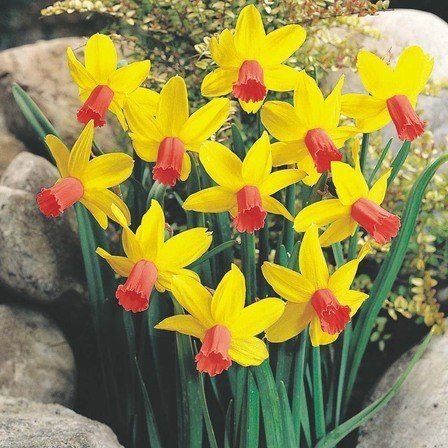 Daffodils miniature - Jetfire