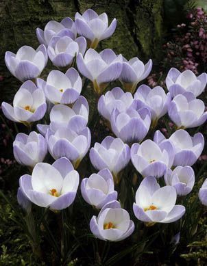 Crocus Blue Pearl