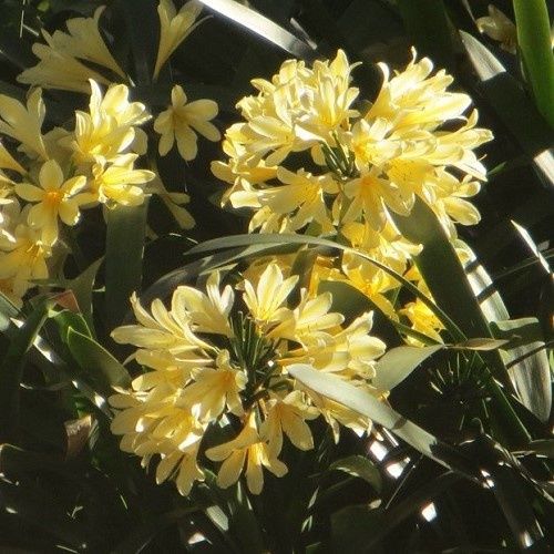 Clivia miniata Yellow - Pot (10/15)