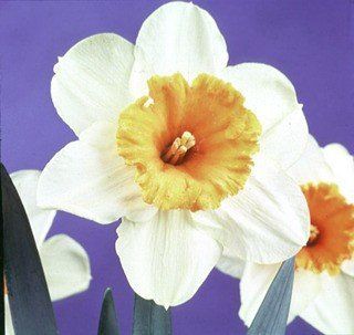 Daffodils - Johann Strauss