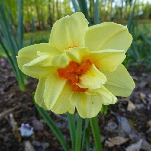 Daffodils double - Double Fashion