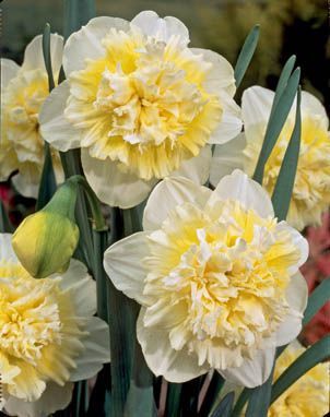 Daffodils double - Ice King