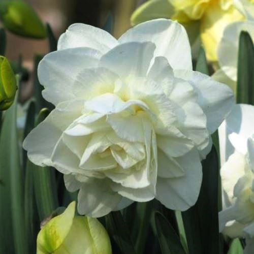 Daffodils double - Obdam