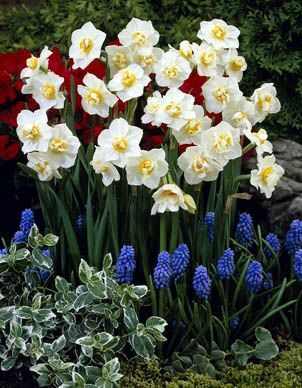 Daffodils polyanthus - Cheerfulness