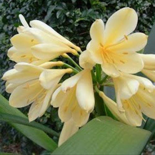 Clivia miniata Moon Glow - Pb6.5
