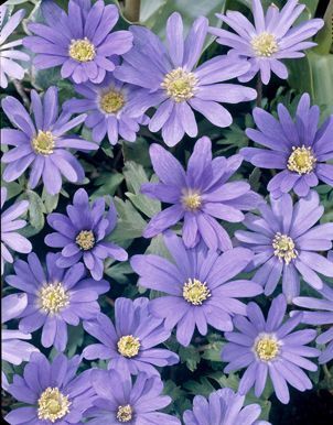 Anemone blanda - Blue Meadow