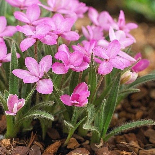 Rhodohypoxis Stella - 1.3Ltr