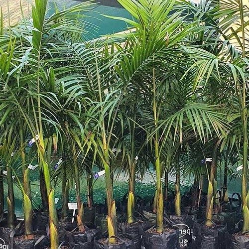 Archontophoenix cunninghamiana, Bangalow Palm - 2.5Ltr/3.5Ltr (60/140)