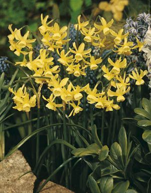 Daffodils miniature - Hawera