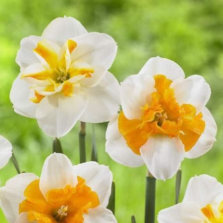 Daffodils split corona - Sorbet