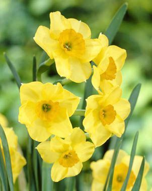 Daffodils polyanthus - Highfield Beauty