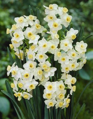 Daffodils polyanthus - Grand Monarch