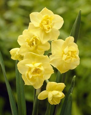 Daffodils polyanthus - Yellow Cheerfulness