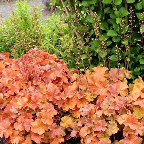 Heuchera Northern Exposure Amber - 1.2Ltr