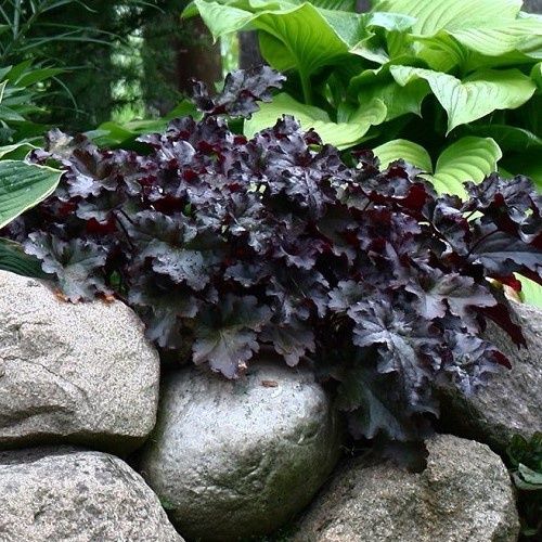 Heuchera Black Taffeta - 2.5Ltr