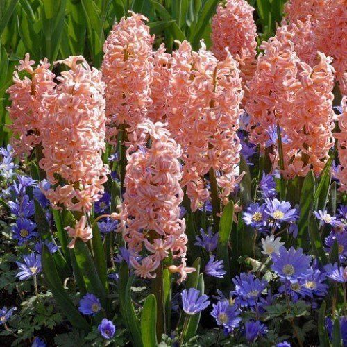 Hyacinth - Gypsy Queen