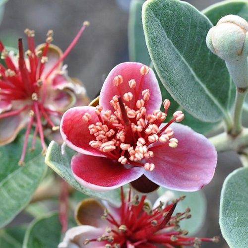 Feijoa Bambina -Dwarf cocktail feijoa 1.9Ltr