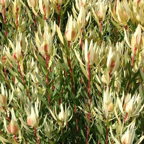 Leucadendron Cream Delight - 3.5Ltr