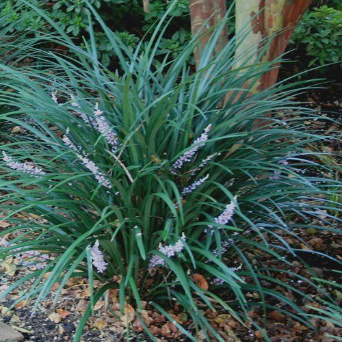 Liriope m. Evergreen Giant - 1.5Ltr/2Ltr