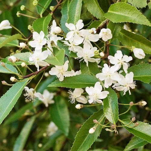 Hoheria sexstylosa, Lacebark - 0.5L