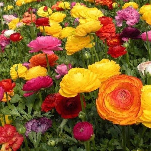 Ranunculus Rainbow Mix 20