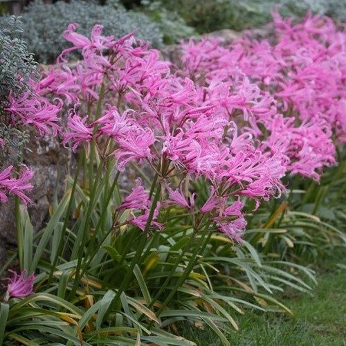 Nerine bowdenii, Bowden Cornish Lily - 1.3Ltr
