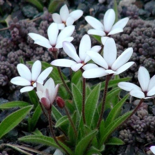 Rhodohypoxis baurii Single White