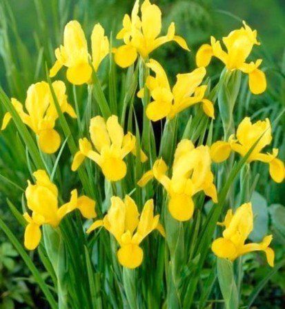 Dutch Irises - Golden Beauty