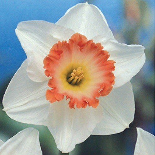 Daffodils - Rosy Wonder