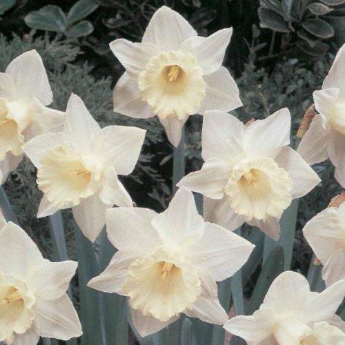 Daffodils - Snowdean