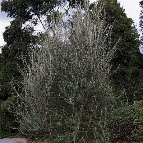 Olearia Dartonii, Twiggy Daisy Tree - Pot