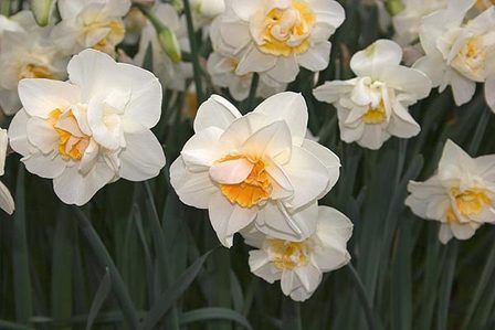 Daffodils double - Madison