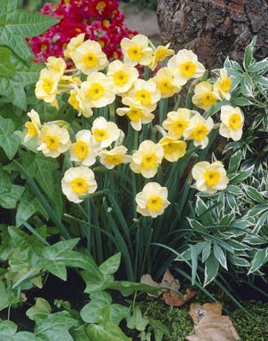 Daffodils miniature - Sun Disc