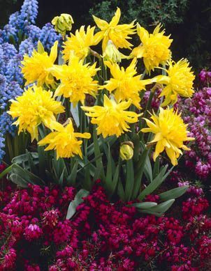 Daffodils miniature - Rip Van Winkle