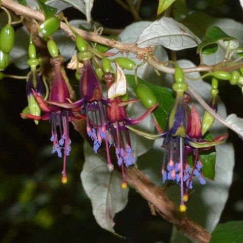 Fuchsia excorticata, Kotukutuku - 2Ltr