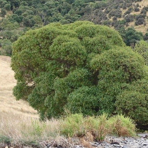 Myoporum laetum, Ngaio - Pb5 - Pb6.5