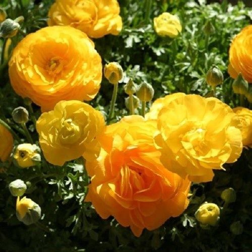 Ranunculus Fiesta Gold